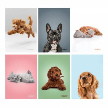 Zvezek Street Friends A5 črte z robom A5 12407